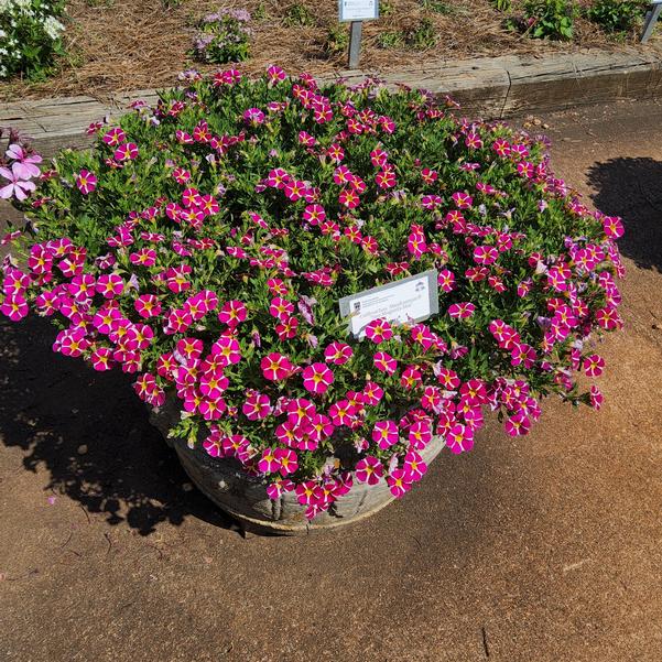 Calibrachoa MiniFamous® 'Neo Magenta Star' Image
