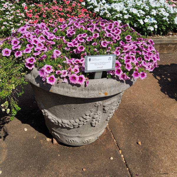 Calibrachoa MiniFamous® 'Neo Rose Flash' Image