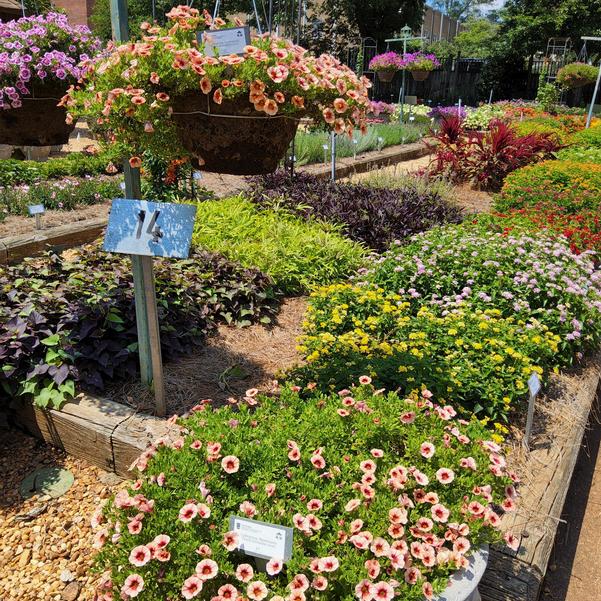 Calibrachoa Bloomtastic 'Peach Grenadine 2025' Image
