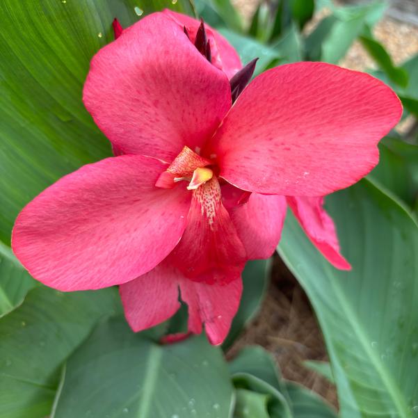 Canna F1 Cannova 'Rose' Image