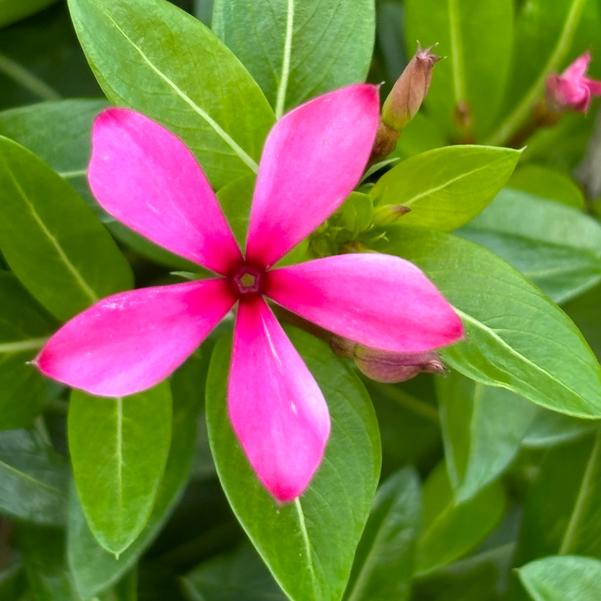 Catharanhus Soiree Kawaii 'Hot Pink' Image