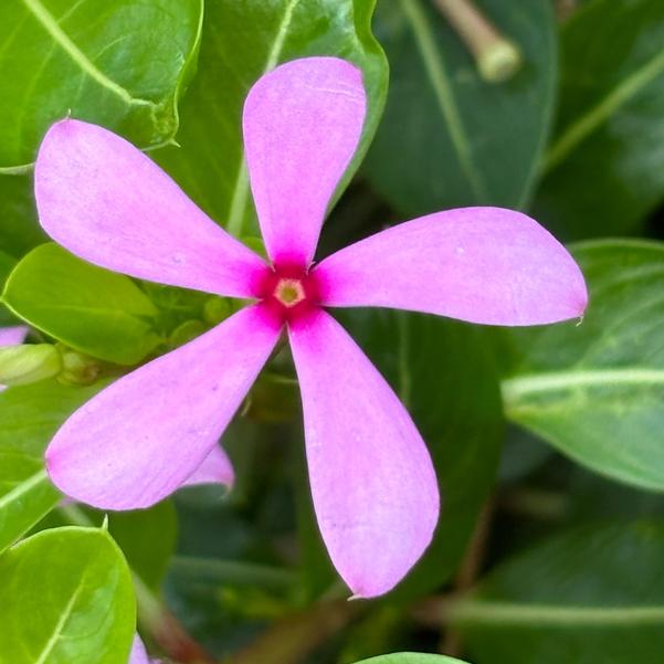 Catharanhus Soiree Kawaii 'Light Purple' Image