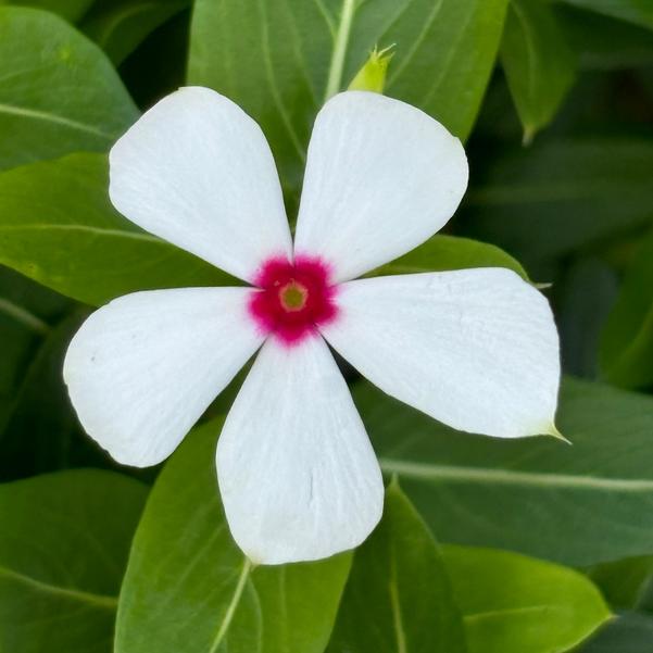 Catharanhus Soiree Kawaii 'White Peppermint' Image