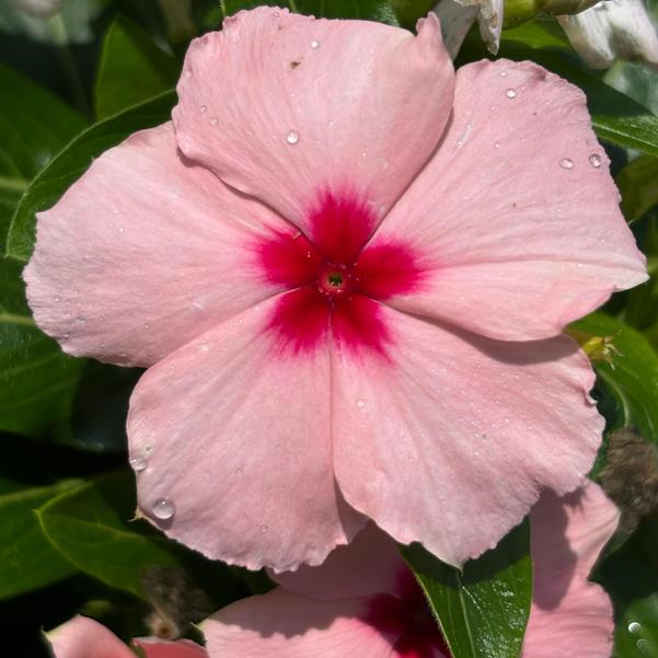 Catharanthus roseus Cora® XDR 'Apricot' Image
