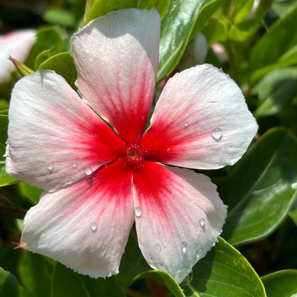 Catharanthus roseus Nirvana® XDR 'Apricot Splash' Image