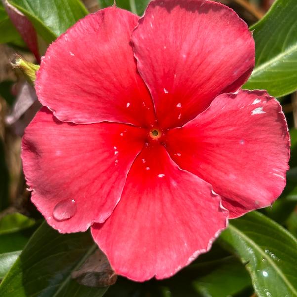 Catharanthus roseus Nirvana® XDR 'Coral' Image