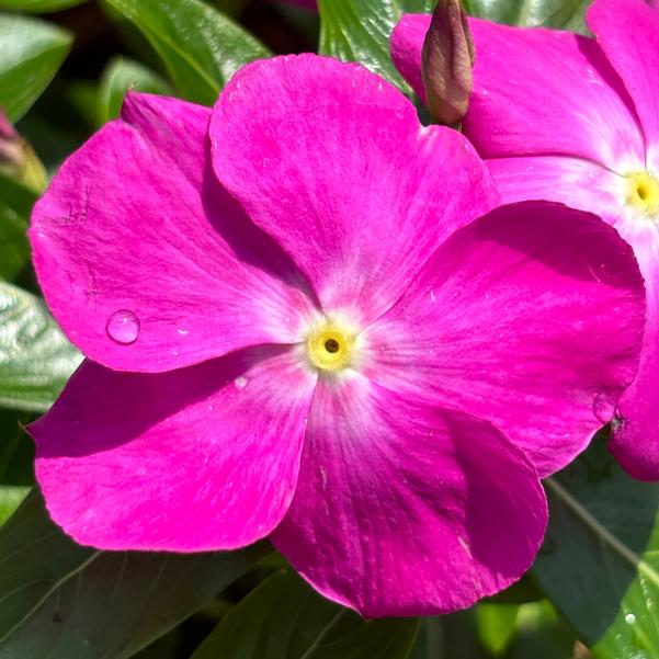 Catharanthus roseus Cora® XDR 'Orchid' Image