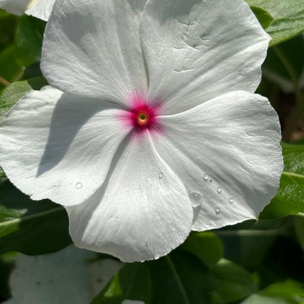 Catharanthus roseus Cora® XDR 'Polka Dot' Image