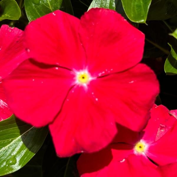 Catharanthus roseus Cora® XDR 'Red Glow' Image