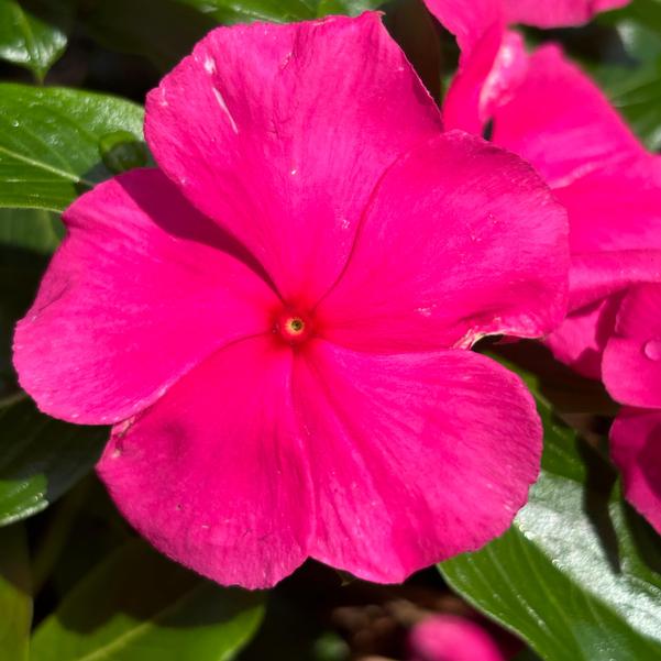 Catharanthus roseus Cora® XDR 'Rose Punch' Image