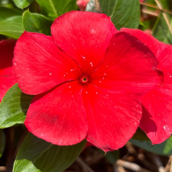 Catharanthus roseus Nirvana® XDR 'Watermelon' Image