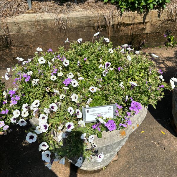 Confetti Garden® Trio Mix 'Blueberry Parfait' Image