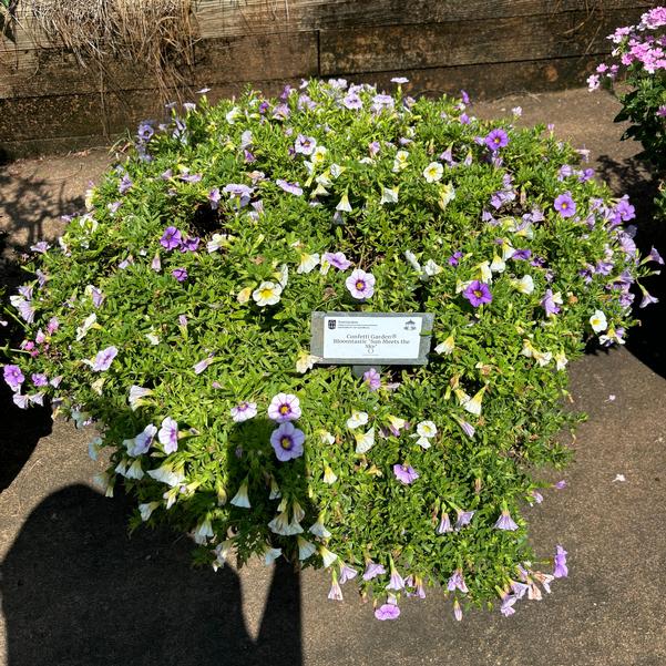 Confetti Garden® Bloomtastic 'Sun Meets the Sky' Image
