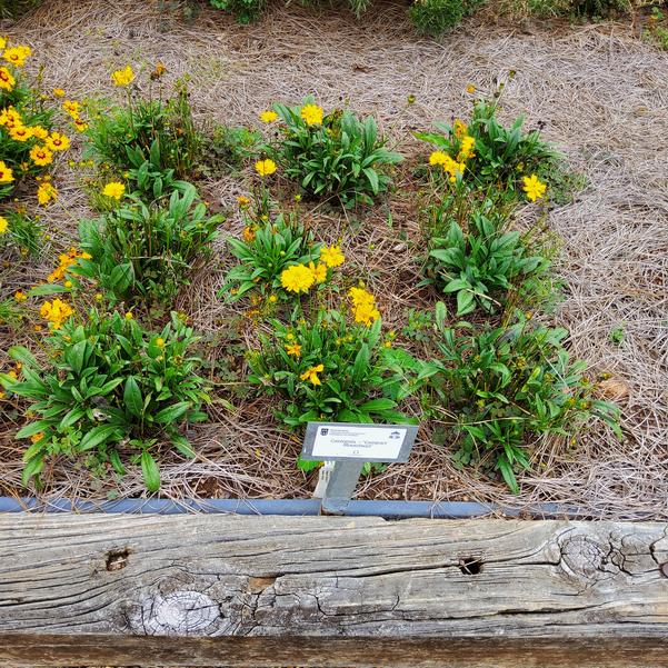 Coreopsis - 'Compact MoonSwirl' Image
