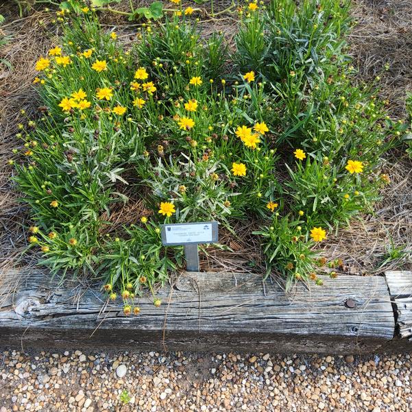 Coreopsis 'Double the Sun'