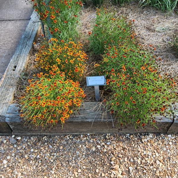 Coreopsis 'Entry'