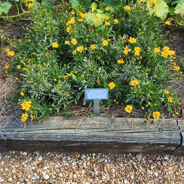 Coreopsis 'Entry #2'