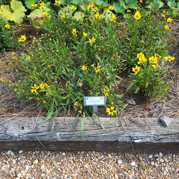 Coreopsis 'Grandiflora Sunkiss'