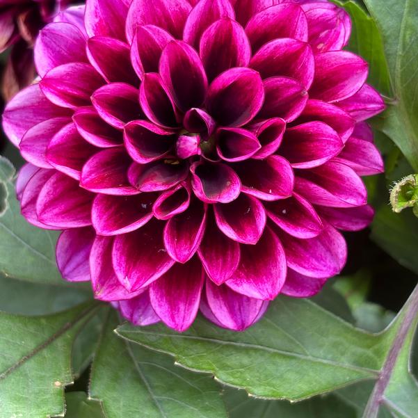 Dahlia Dalaya® 'Cranberry' Image
