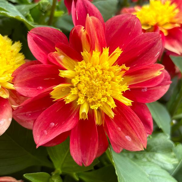 Dahlia Venti™ 'FireBurst' Image