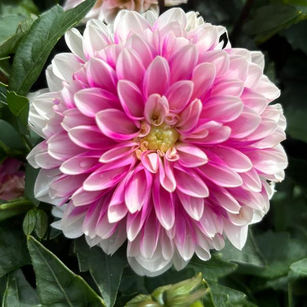 Dahlia Dalaya® 'Pink Lace' Image