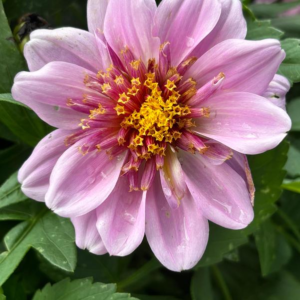 Dahlia Venti™ 'PinkBurst' Image
