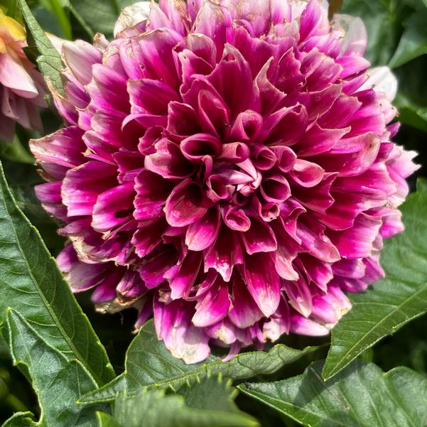 Dahlia Dalaya® 'Purple Lace' Image