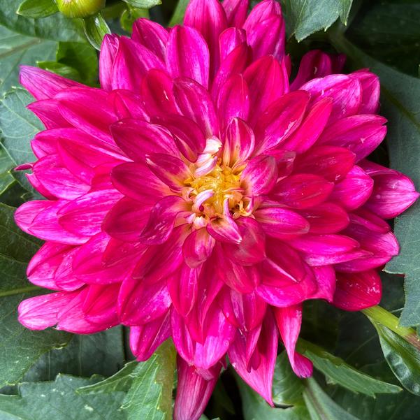 Dahlia Megaboom 'Raspberry Ice' Image
