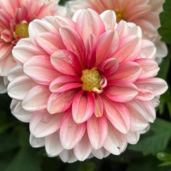Dahlia Dalaya® 'Red Lace' Image