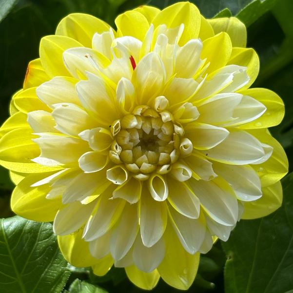Dahlia Dalaya® 'Yellow Lace' Image