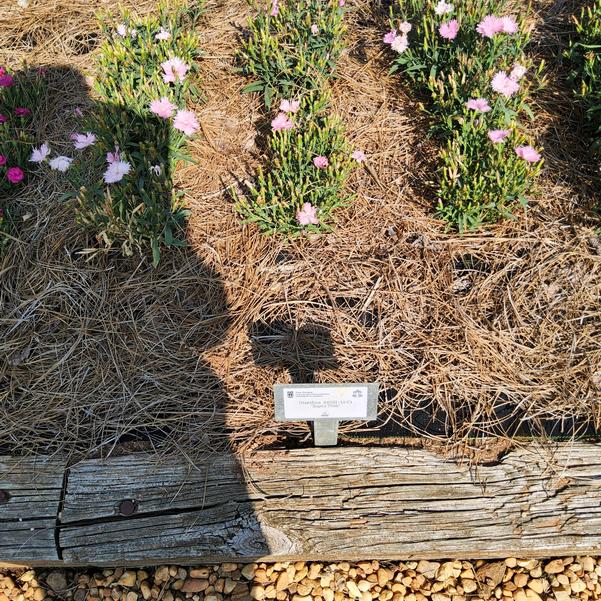 Dianthus 'Supra Pink'