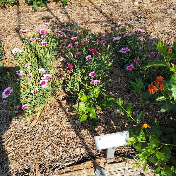 Dianthus F1 'Entry'