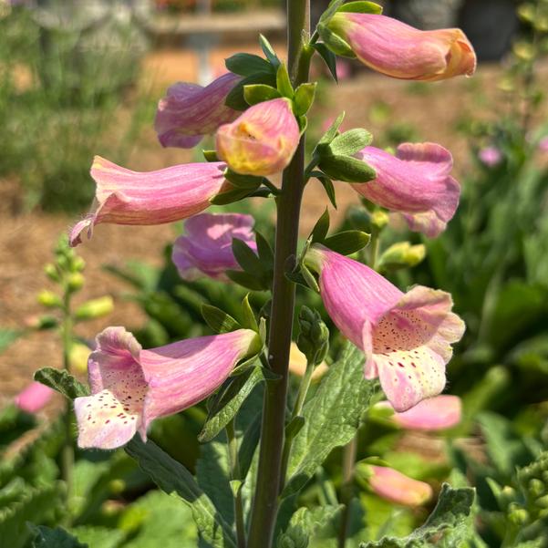 Digitalis HanaBee 'Rose' Image