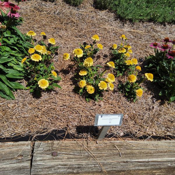 Echinacea DELIGHTFUL™ 'Gold' Image