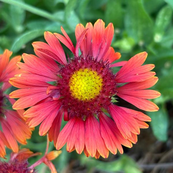 Gaillardia Guapa 'Red' Image