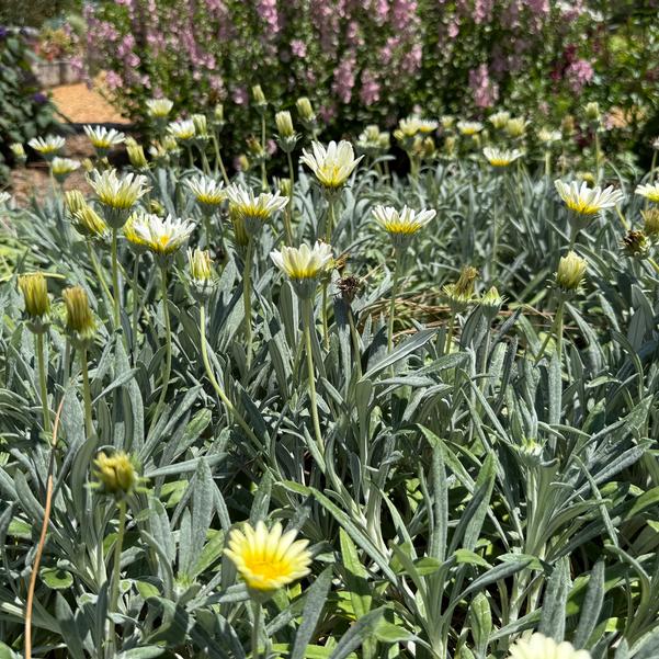 Gazania tomentosa 'Luna' Image