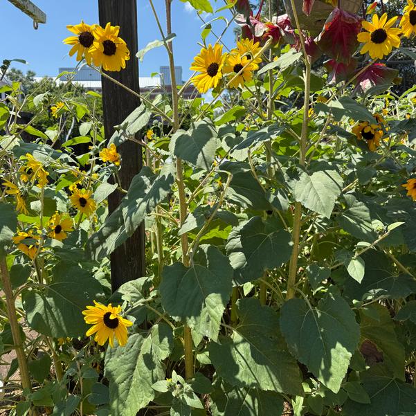 Helianthus annuus Sunfinity™ 'Yellow Dark Center' Image
