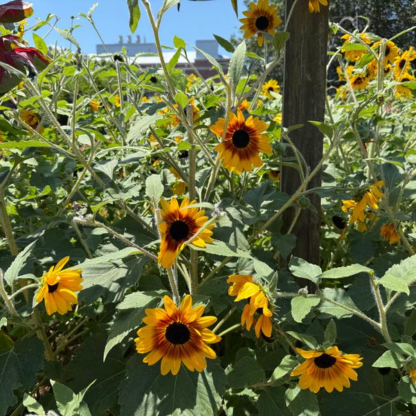 Helianthus annuus Sunfinity® 'Yellow-Red Bicolor' Image