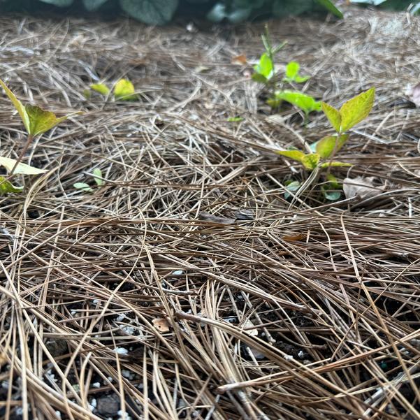 Helleborus hybrida 'Table Mountain' Image