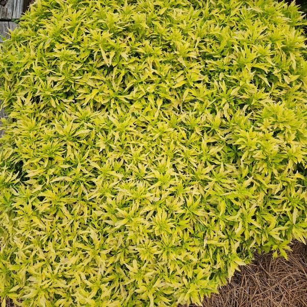 Coleus ColorBlaze® 'Mini Me™ Chartreuse' Image