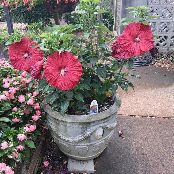 Hibiscus SUMMERIFIC® 'Garnet Globes™' Image