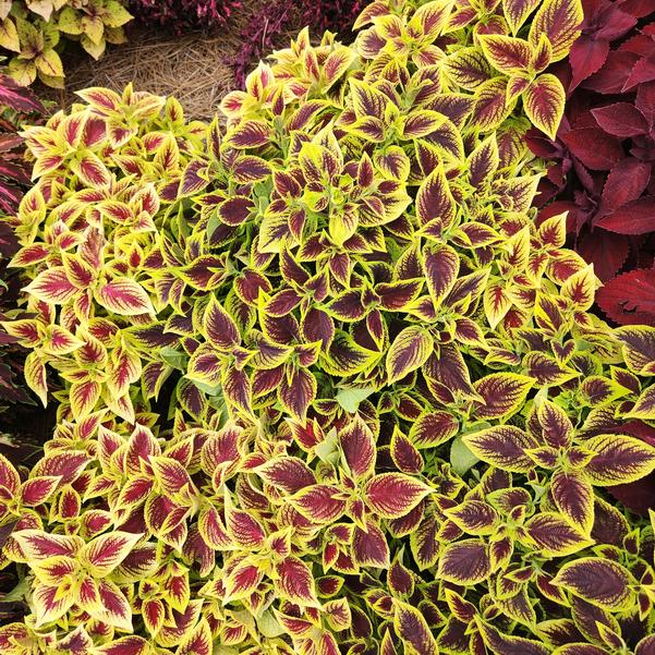 Coleus Premium Sun 'Crimson Gold' Image