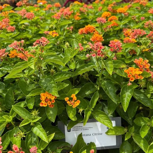 Lantana Citrine Image