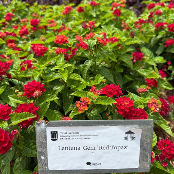 Lantana Gem 'Red Topaz' Image