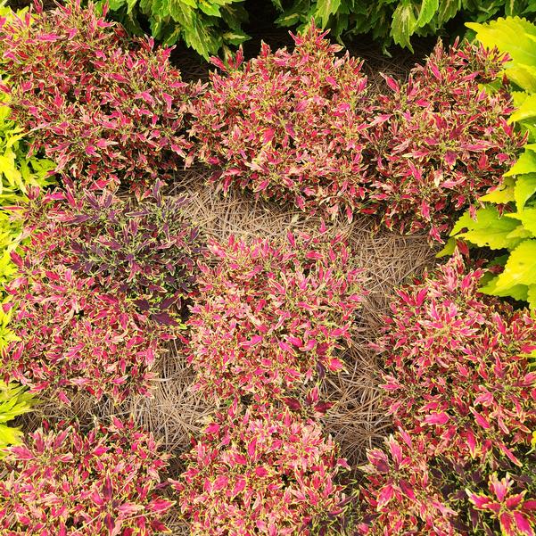 Coleus ColorBlaze® 'Mini Me™ Watermelon' Image