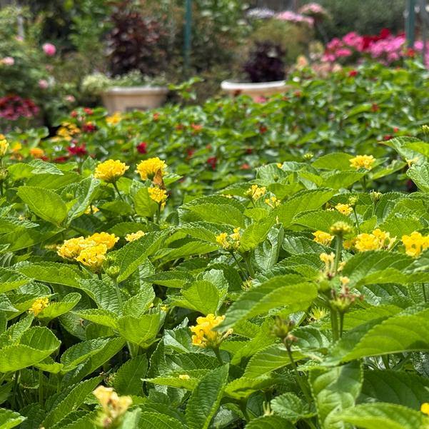 Lantana camara Bandolista™ 'Pineapple' Image