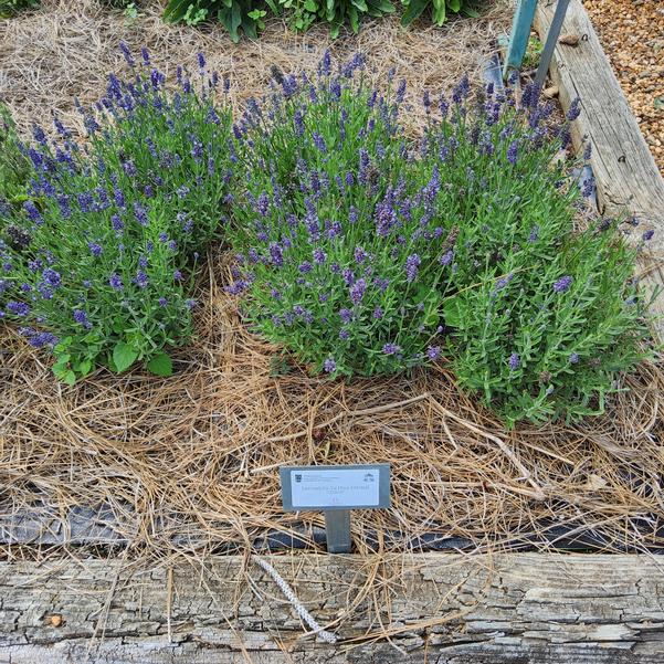 Lavandula La Diva Eternal 'Grace' Image