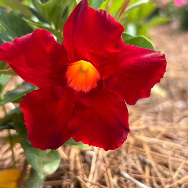 Mandevilla hybrida Madinia® 'Elegant Velvet Red' Image