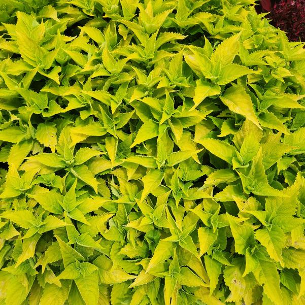 Coleus ColorBlaze® 'Lime Time' Image