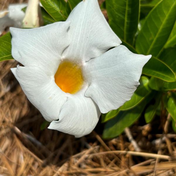 Mandevilla hybrida Madinia® 'Elegant White' Image